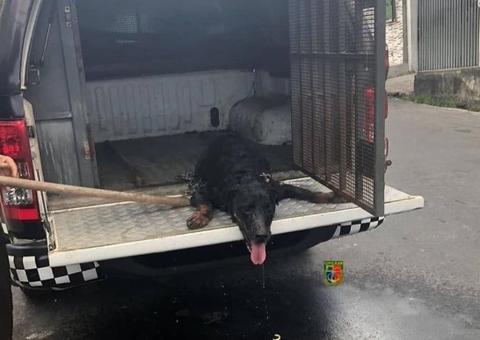 Faminto, rottweiler abandonado em casa há dois meses é resgatado em Manaus