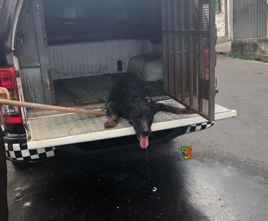 Faminto, rottweiler abandonado em casa há dois meses é resgatado em Manaus