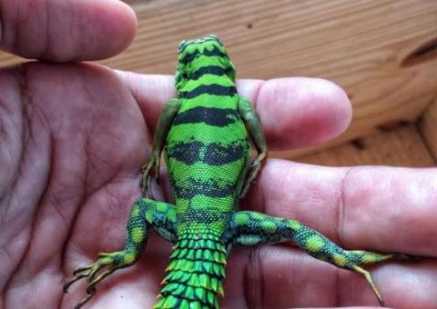 Parque Estadual Sumaúma têm trilhas guiadas e mostra de insetos raros neste sábado