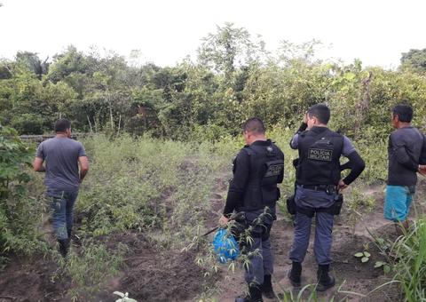 Polícia prende três e apreende cerca de 300 pés de maconha no Amazonas 