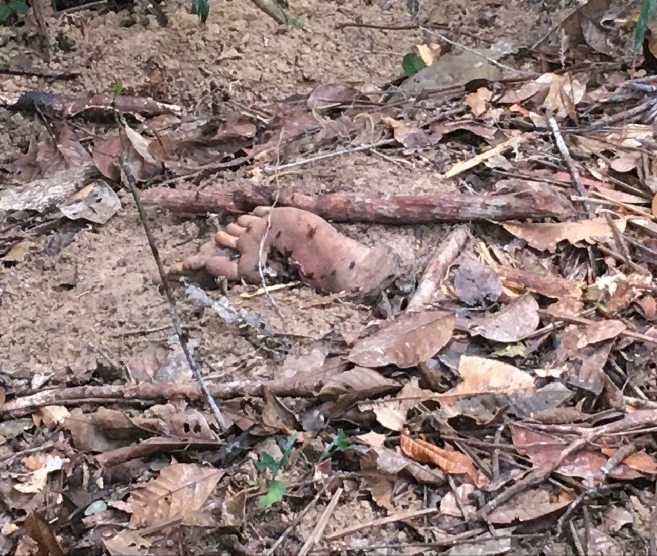 Segundo corpo é encontrado em cemitério clandestino em reserva de Manaus 