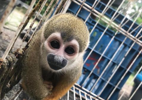 Instituto no Amazonas resgata mais de 600 animais silvestres em 2019 