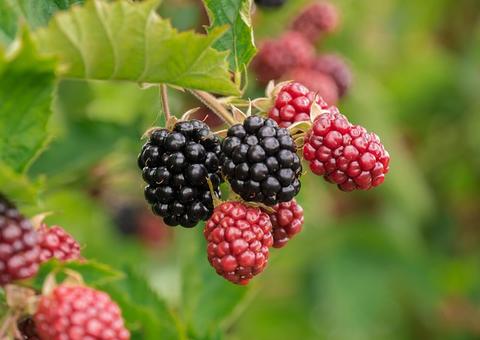 Chá de amora é um super amigo da saúde da mulher; conheça benefícios