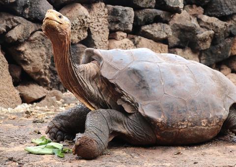 Tartaruga Diego se aposenta com mais de cem anos após ajudar a salvar espécie