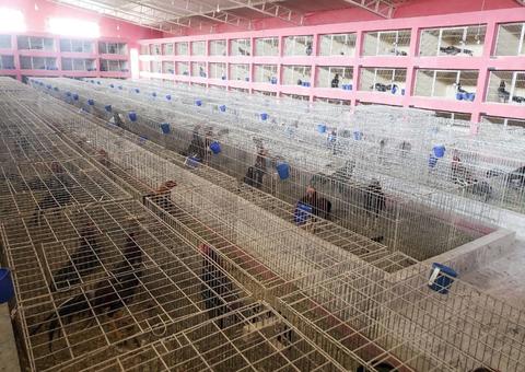 Polícia encontra mais de mil galos de rinha em galpões da zona sul de SP