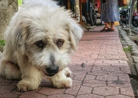 Janeiro Branco: Cães e gatos podem sofrer com depressão
