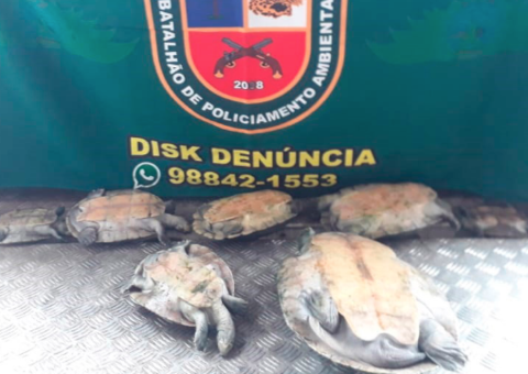 Após denúncias, sete quelônios são apreendidos em Manaus