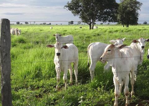 Dia de campo no interior do Amazonas lança projeto ‘Mais carne e mais leite'
