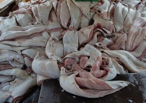 Pirarucu é primeiro animal a entrar em política de preços mínimos