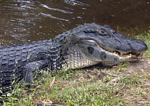 No Amazonas, carne de jacaré manejado passa a ser consumida em fevereiro