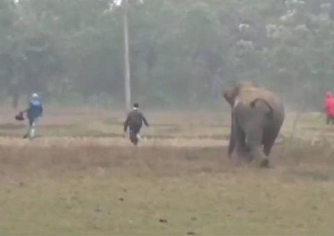 Homens são perseguidos por elefante após tentar tirar selfie com animal