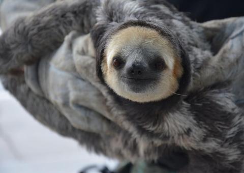 Resgate de animais silvestres de cativeiros triplicou no Amazonas 