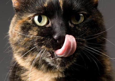 Gatos podem comer corpos humanos e têm preferência por tecidos macios dos braços, mostra estudo