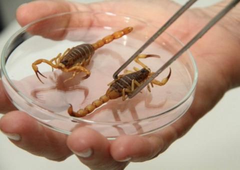 Venenos de vespa e escorpião podem auxiliar tratamento de tuberculose