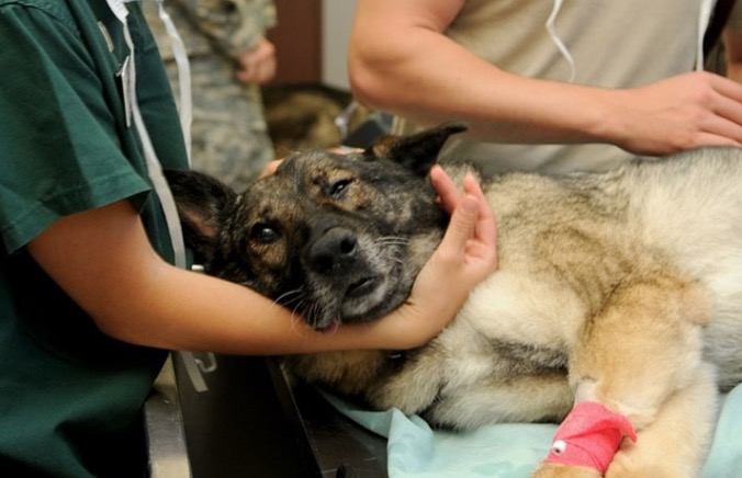 Entidades protetoras de animais poderão ter isenção de contribuição previdenciária