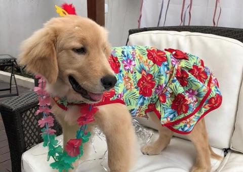 Em Manaus, Carnaval Pet terá bate papo animal e desfile com entrada gratuita