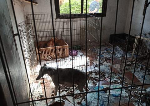 Polícia descobre canil clandestino com mais de 80 animais