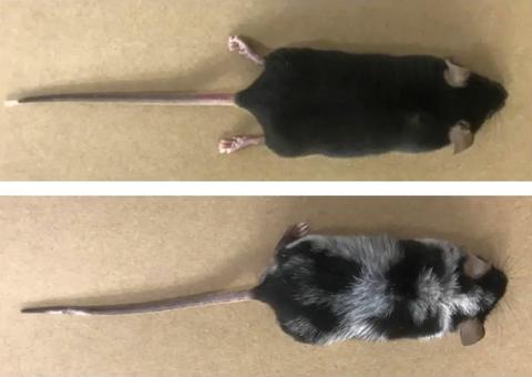 Pesquisa científica desvenda relação entre estresse e cabelos brancos