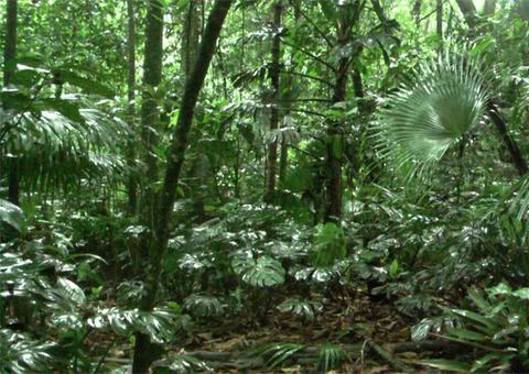 Nu, 'maníaco' ataca menino de 13 anos em área verde da UEA no Amazonas