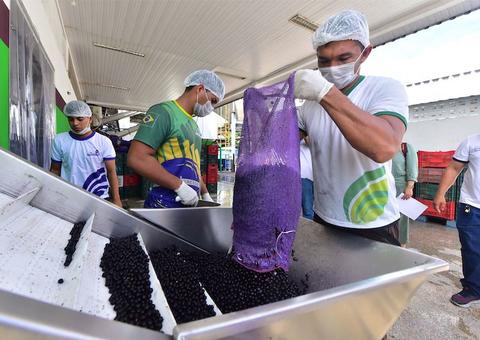 Produzido no Amazonas, açaí certificado deve ser exportado para Europa e EUA