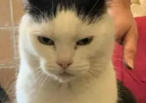 Abrigo de animais diz que 'pior gato do mundo' está disponível para adoção