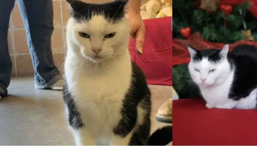 Abrigo de animais diz que 'pior gato do mundo' está disponível para adoção