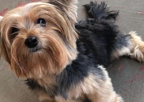 Família oferece recompensa para quem encontrar yorkshire desaparecida em Manaus