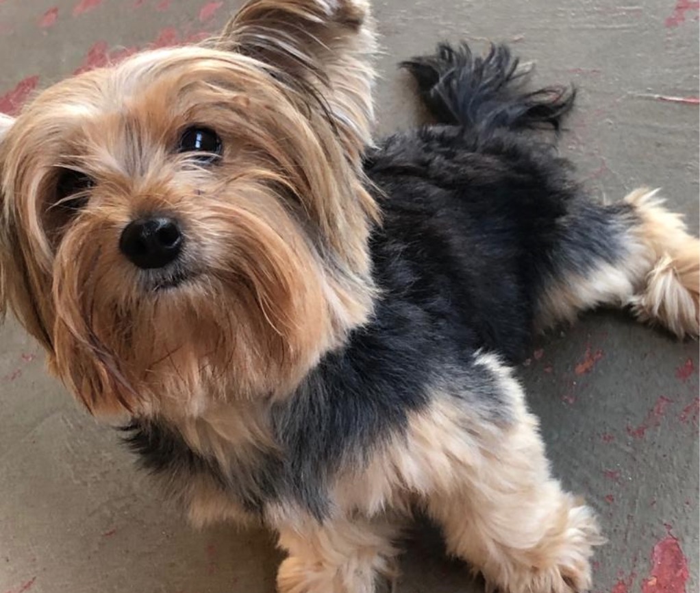 Família oferece recompensa para quem encontrar yorkshire desaparecida em Manaus