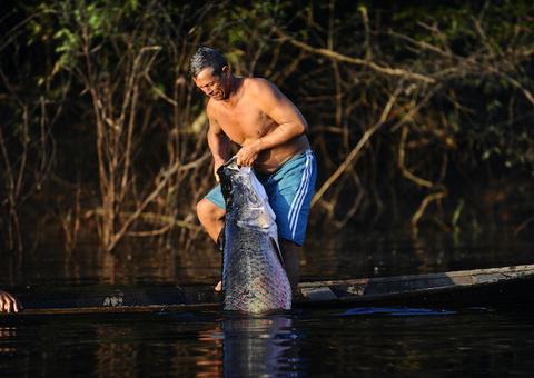 Subvenção ao manejo do pirarucu é estimada em R$ 2,5 milhões no Amazonas