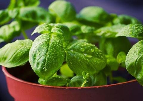 Aliado contra gripes, Manjericão é muito mais que um tempero