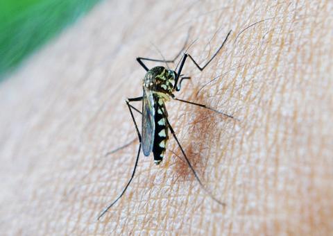 MPF recomenda ações de prevenção contra surto de malária no Amazonas