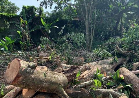 Fiscalização ambiental flagra corte de árvores sem autorização em Manaus