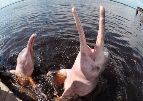 Expedição busca estimar população de botos cor-de-rosa e tucuxi no rio Amazonas