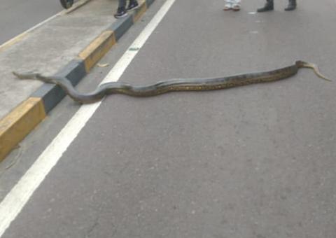 Sucuri é flagrada 'passeando' na Djalma Batista; Veja Vídeo 