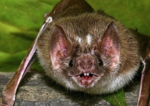 Morcegos no Brasil têm coronavírus diferente do que surgiu na China, diz pesquisador 