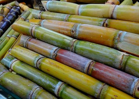 Cana-de-açúcar pode substituir petróleo na produção de plásticos