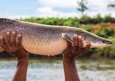 Subvenção ao pirarucu tem R$ 8 milhões para este ano, garante Conab