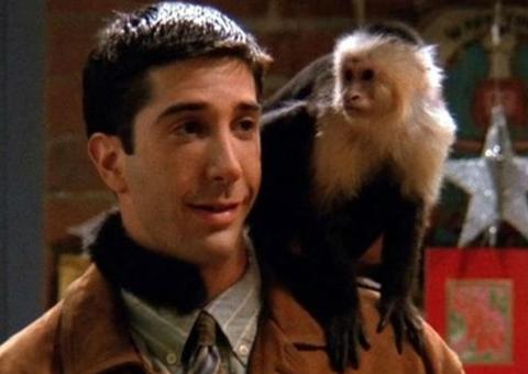O macaco  Marcel de Friends virou assassino; Entenda