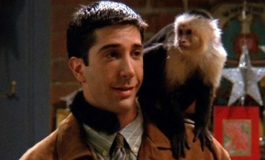 O macaco  Marcel de Friends virou assassino; Entenda
