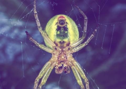 Pesquisadores descobrem aranha tecelã e a batizam de 'Lady Gaga'