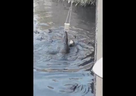 Homem tenta fazer vídeo de jacaré e animal 'rouba' celular; Veja vídeo 