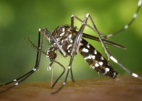 Mais de 27 mil imóveis serão inspecionas em Manaus contra infestação do Aedes aegypti