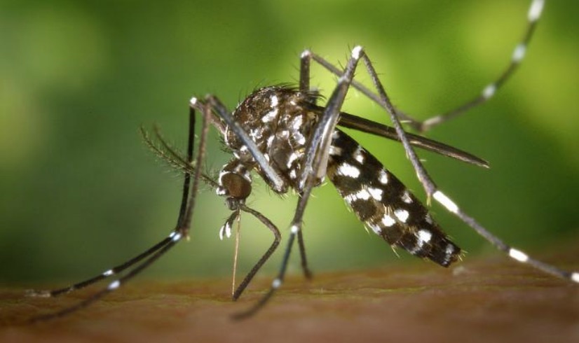 Mais de 27 mil imóveis serão inspecionas em Manaus contra infestação do Aedes aegypti