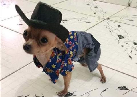 Pinscher na Folia vai encher o Parque Ponte dos Bilhares de fofuras neste Carnaval 