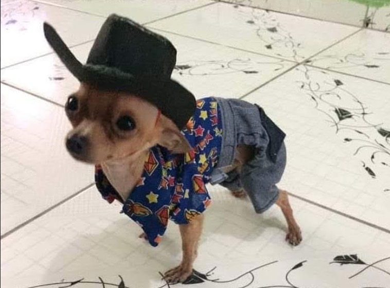 Pinscher na Folia vai encher o Parque Ponte dos Bilhares de fofuras neste Carnaval 