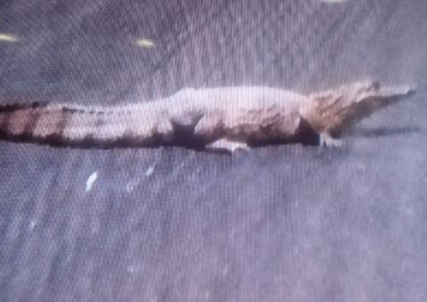 Jacaré com mais de quatro metros é flagrado 'passeando' em avenida de Manaus