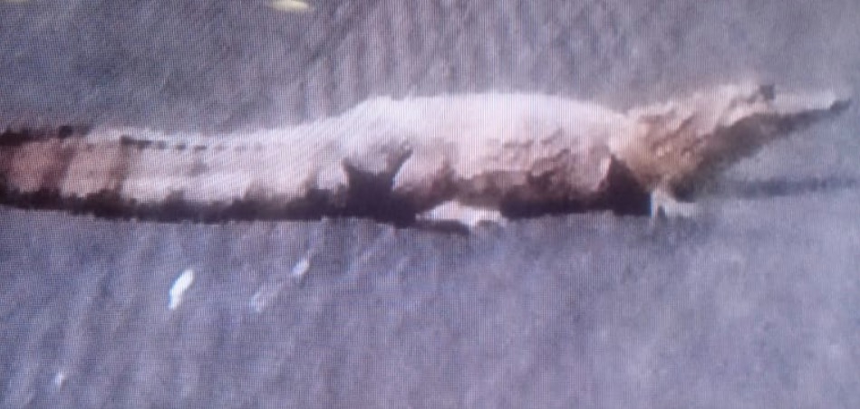 Jacaré com mais de quatro metros é flagrado 'passeando' em avenida de Manaus