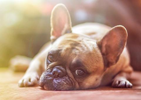 Saiba o tempo ideal para deixar os animais sozinhos em casa