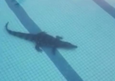 Jacaré é resgatado após 'invadir' piscina de condomínio em Manaus 