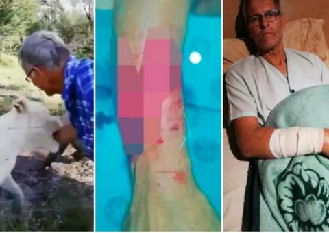 Turista faz carinho em leoa e o pior acontece; veja
